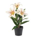 Lily x3 33cm - Krém (műanyag cserépben)