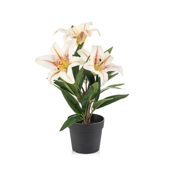 Lily x3 33cm - Krém (műanyag cserépben)