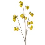 Physalis spray x10 110cm - Zöld