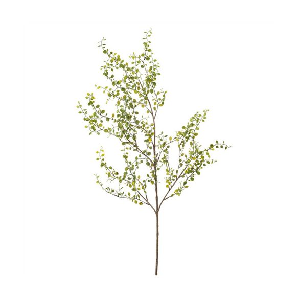 Muehlewbeckia spray 130cm - Zöld