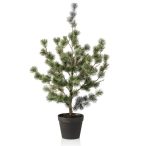 Cedar pine 80cm - Zöld (fekete műanyag cserépben)