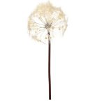 Dandelion spray 91cm - Krém