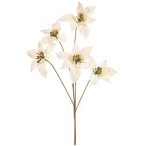 Poinsettia spray x5 80cm - Krém