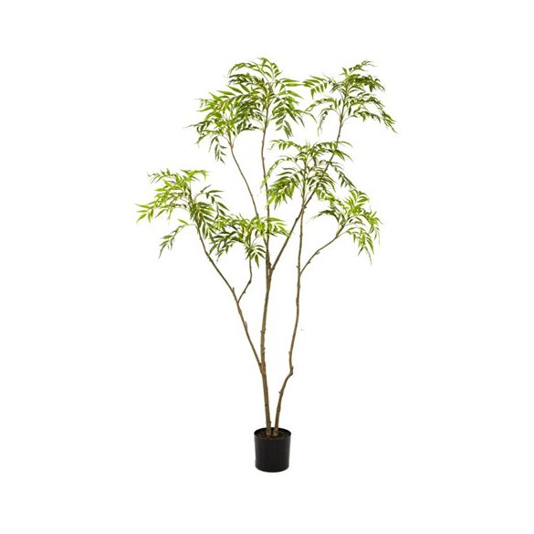 Mahonia forunei 210cm (műanyag serépben)