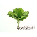 Selyemvirág echeveria  gumi 18cm zöld