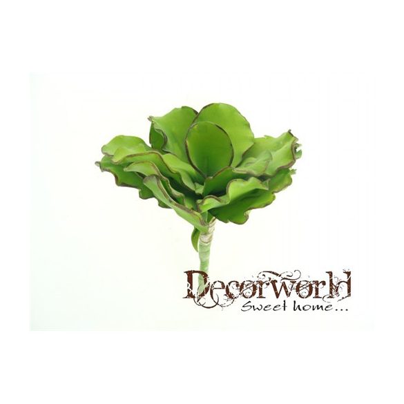 Selyemvirág echeveria  gumi 18cm zöld