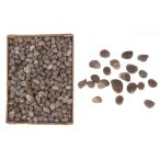 Tengeri csigaház 1130gr - Barna