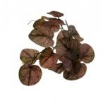 Begonia levélcsokor 26cm - Zöld/lila