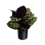 Selyemvirág 38cm - Zöld/lila (műanyag kaspóban)