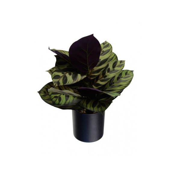 Selyemvirág 38cm - Zöld/lila (műanyag kaspóban)