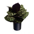   Selyemvirág 38cm - Zöld/világos zöld (műanyag kaspóban)