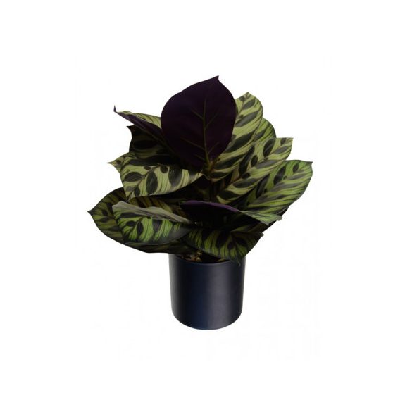 Selyemvirág 38cm - Zöld/világos zöld (műanyag kaspóban)