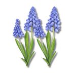 Nyomtatott dekorkarton 7x13cm - Muscari (2db/csom.)