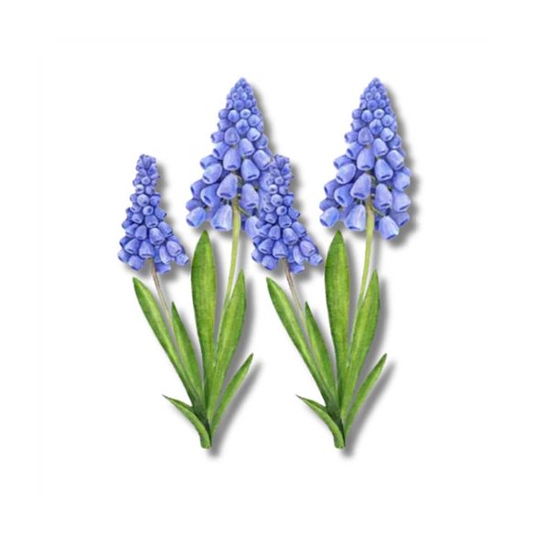 Nyomtatott dekorkarton 7x13cm - Muscari (2db/csom.)