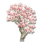 Nyomtatott dekorkarton 13cm - Virágzó magnólia fa