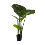 Colocasia 100cm (műanyag cserépben)