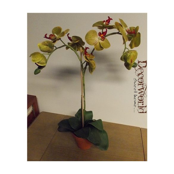 Phalaenopsis Orchidea ültetett cserépben 2 szálas textil oliva-zöld, pöttyös 60-70cm