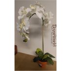   Phalaenopsis Orchidea ültetett cserépben 1 szálas textil fehér 70-75cm