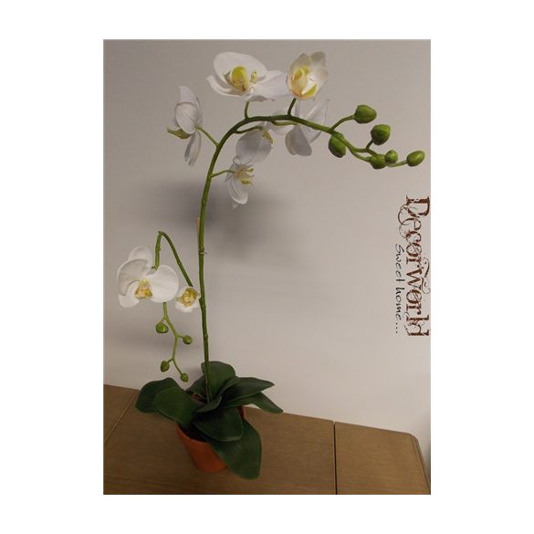 Phalaenopsis Orchidea ültetett cserépben 1 szálas 2ágas gumi fehér 65-70cm