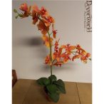   Phalaenopsis Orchidea ültetett cserépben 2 szálas gumi narancs, pöttyös 70-75cm