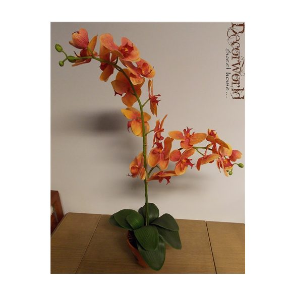Phalaenopsis Orchidea ültetett cserépben 2 szálas gumi narancs, pöttyös 70-75cm