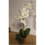   Phalaenopsis Orchidea ültetett cserépben 2 szálas textil fehér 70-75cm