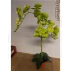   Phalaenopsis Orchidea ültetett cserépben 2 szálas gumi élénk almazöld 70-75cm