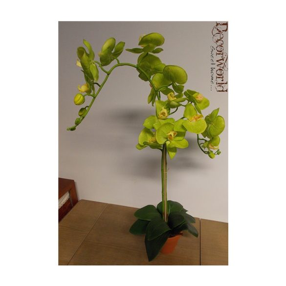 Phalaenopsis Orchidea ültetett cserépben 2 szálas gumi élénk almazöld 70-75cm