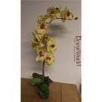   Phalaenopsis Orchidea ültetett cserépben 2 szálas gumi sárga-zöld, pink erezet 80-85cm