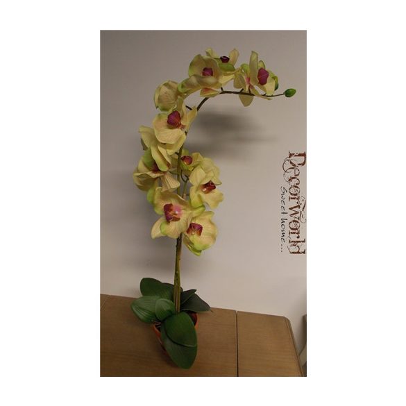 Phalaenopsis Orchidea ültetett cserépben 2 szálas gumi sárga-zöld, pink erezet 80-85cm