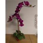  Phalaenopsis Orchidea ültetett cserépben 2 szálas gumi ciklámen/lila 80-85cm