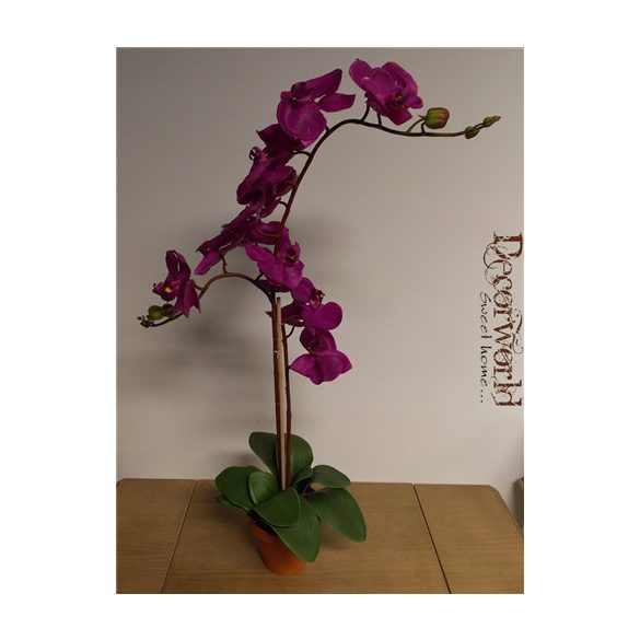 Phalaenopsis Orchidea ültetett cserépben 2 szálas gumi ciklámen/lila 80-85cm