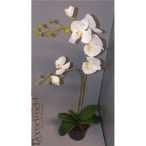   Phalaenopsis Orchidea ültetett műa. cserépben 1 szálas 2ágas gumi fehér 65-70cm