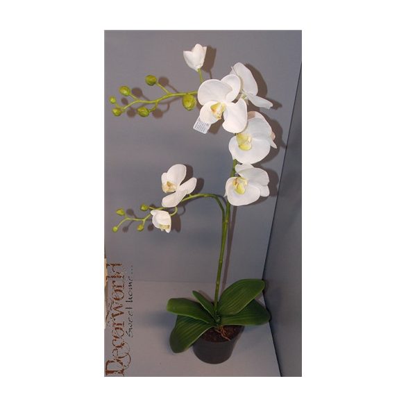 Phalaenopsis Orchidea ültetett műa. cserépben 1 szálas 2ágas gumi fehér 65-70cm