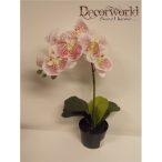   Phalaenopsis Orchidea ültetett cserépben 1 szálas textil fehér pöttyös 40cm akciós