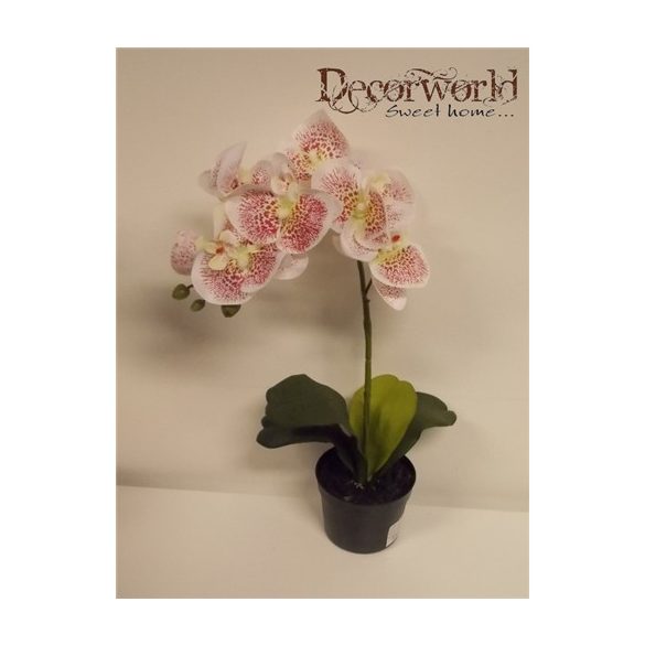 Phalaenopsis Orchidea ültetett cserépben 1 szálas textil fehér pöttyös 40cm akciós