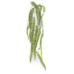 Fern nephrolepis liana 150cm